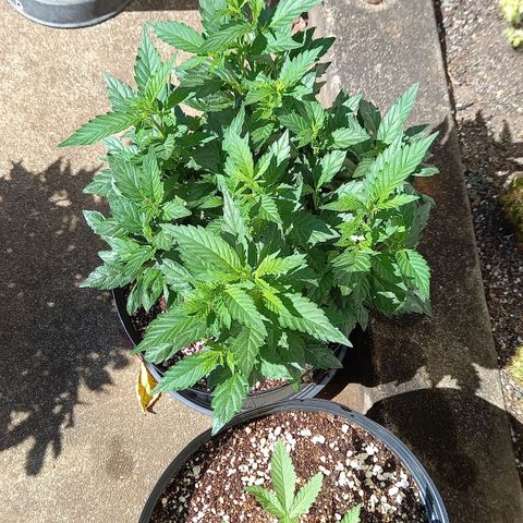 Afghani Gold  growlog timeline photo