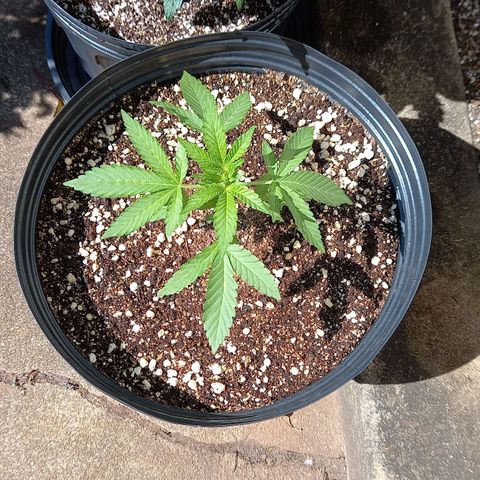 Gorilla Cookies  growlog timeline photo