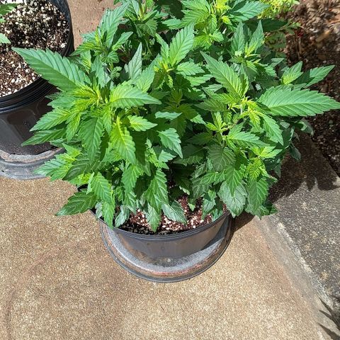 Afghani Gold  growlog timeline photo