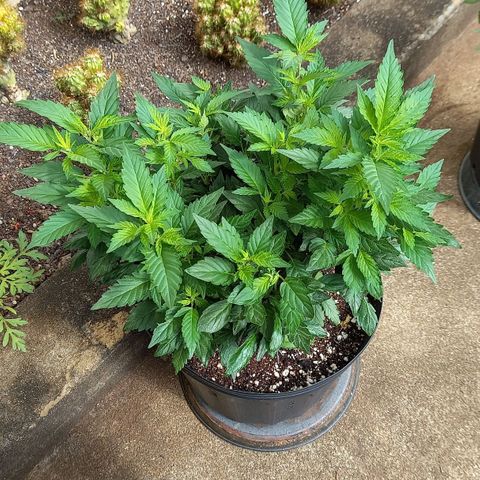 Afghani Gold  growlog timeline photo