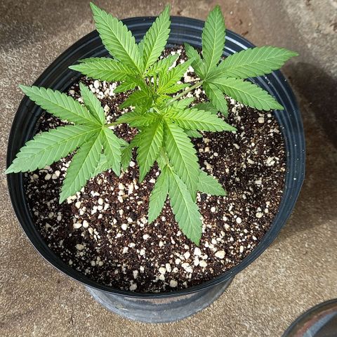 Gorilla Cookies  growlog timeline photo