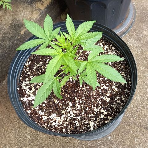 Gorilla Cookies  growlog timeline photo