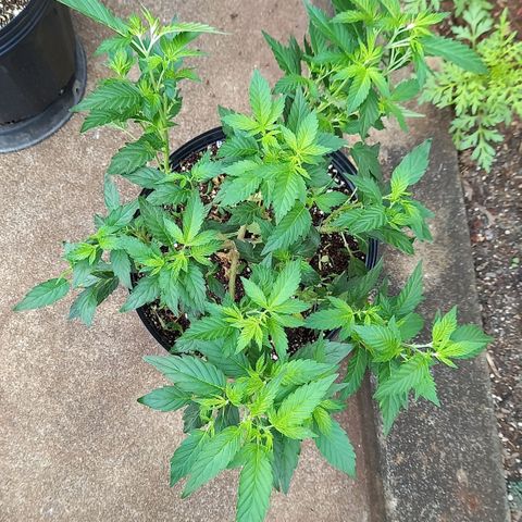 Afghani Gold  growlog timeline photo