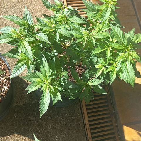 Afghani Gold  growlog timeline photo