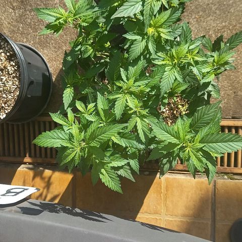 Afghani Gold  growlog timeline photo