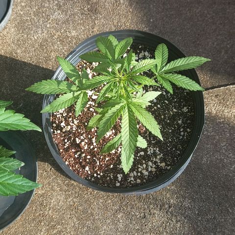 Gorilla Cookies  growlog timeline photo