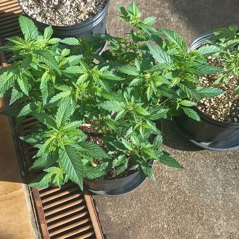Afghani Gold  growlog timeline photo