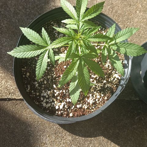 Gorilla Cookies  growlog timeline photo