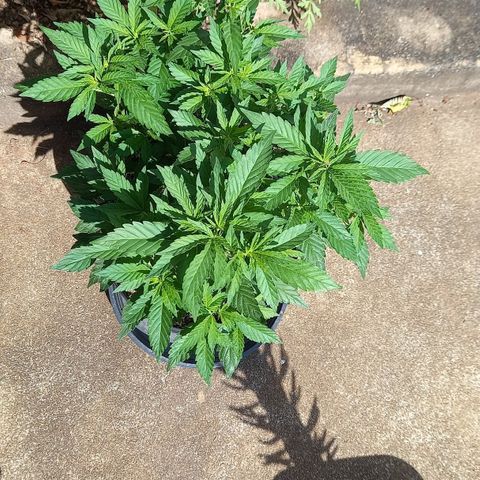 Afghani Gold  growlog timeline photo