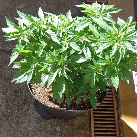 Afghani Gold  growlog timeline photo