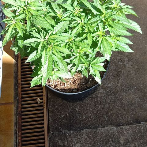 Afghani Gold  growlog timeline photo
