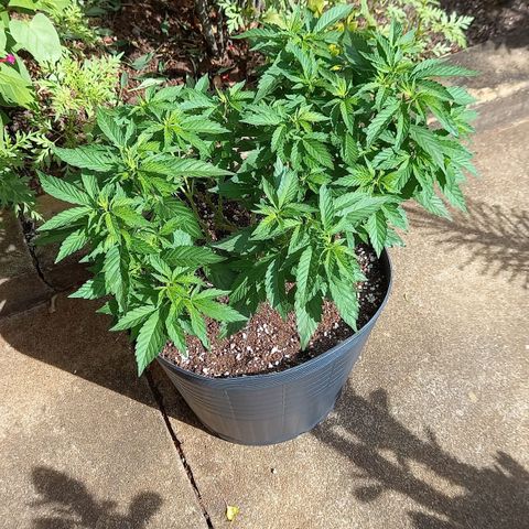 Afghani Gold  growlog timeline photo