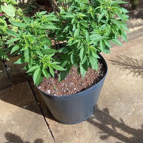 Afghani Gold  growlog timeline photo