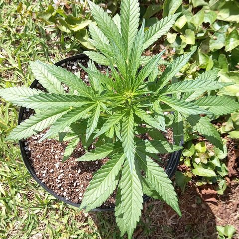 Gorilla Cookies  growlog timeline photo
