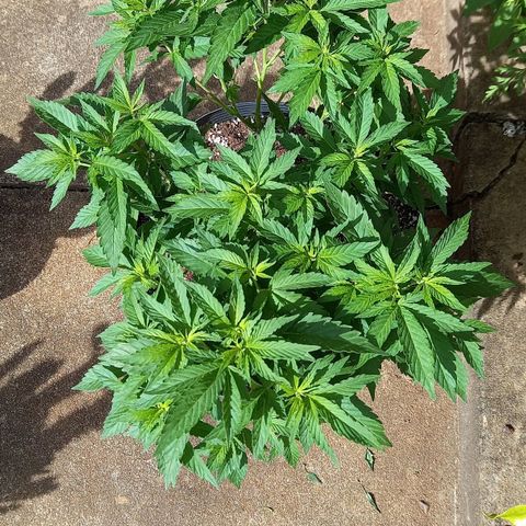 Afghani Gold  growlog timeline photo