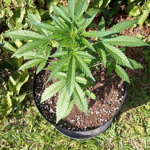 Gorilla Cookies  growlog timeline photo