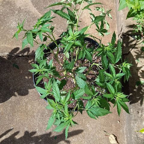 Afghani Gold  growlog timeline photo