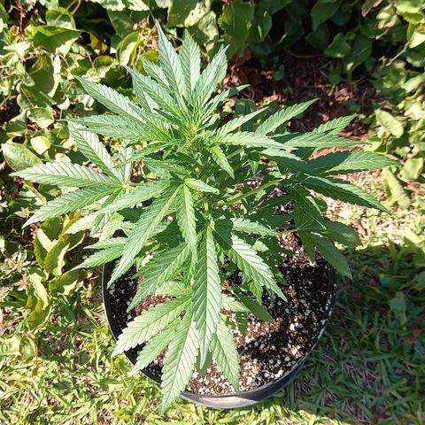 Gorilla Cookies  growlog timeline photo