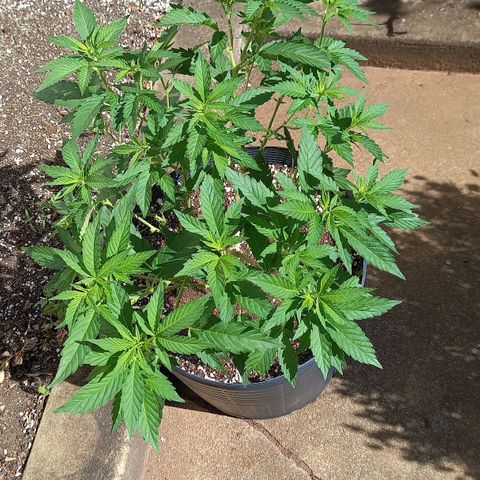 Afghani Gold  growlog timeline photo