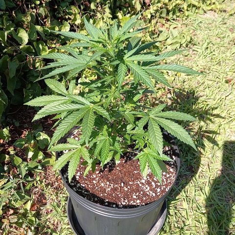 Gorilla Cookies  growlog timeline photo