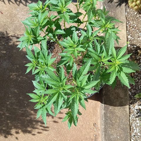 Afghani Gold  growlog timeline photo