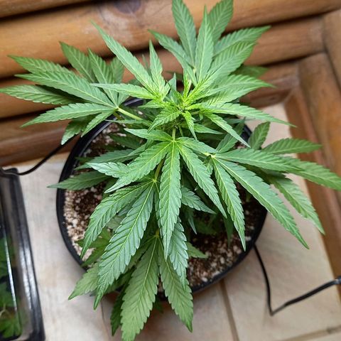 Gorilla Cookies  growlog timeline photo