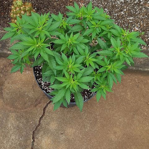 Afghani Gold  growlog timeline photo