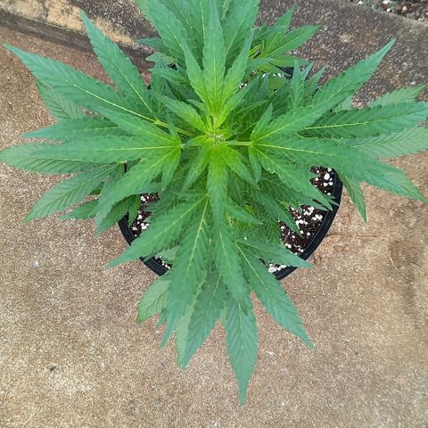 Gorilla Cookies  growlog timeline photo