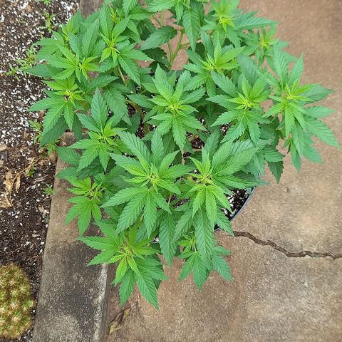 Afghani Gold  growlog timeline photo