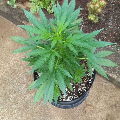 Gorilla Cookies  growlog timeline photo