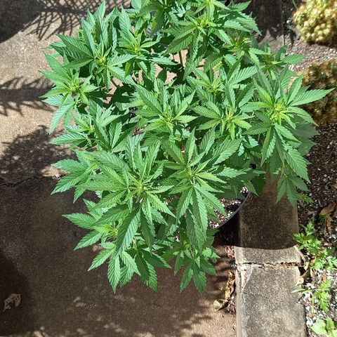 Afghani Gold  growlog timeline photo
