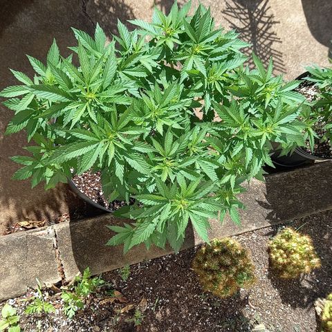 Afghani Gold  growlog timeline photo