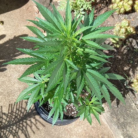 Gorilla Cookies  growlog timeline photo
