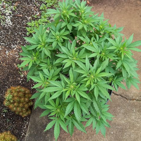 Afghani Gold  growlog timeline photo