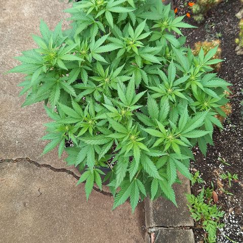 Afghani Gold  growlog timeline photo