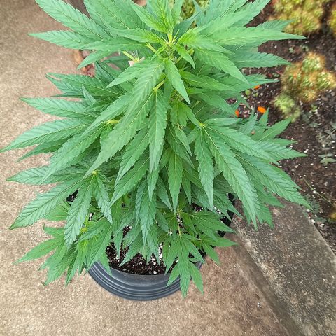 Gorilla Cookies  growlog timeline photo