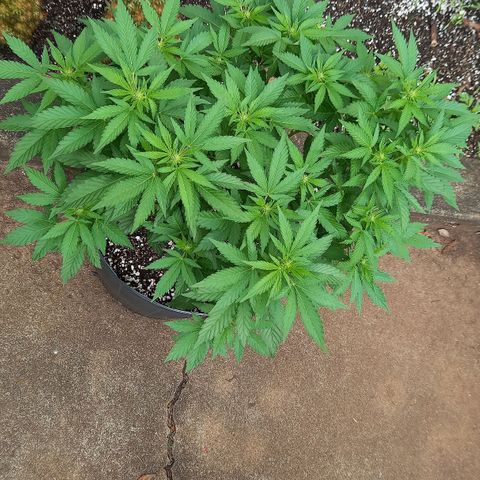 Afghani Gold  growlog timeline photo