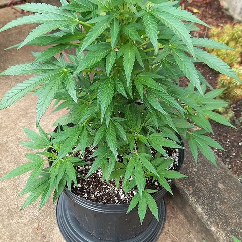 Gorilla Cookies  growlog timeline photo