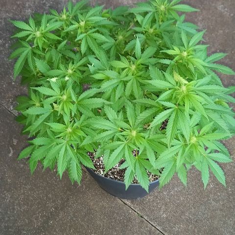Afghani Gold  growlog timeline photo