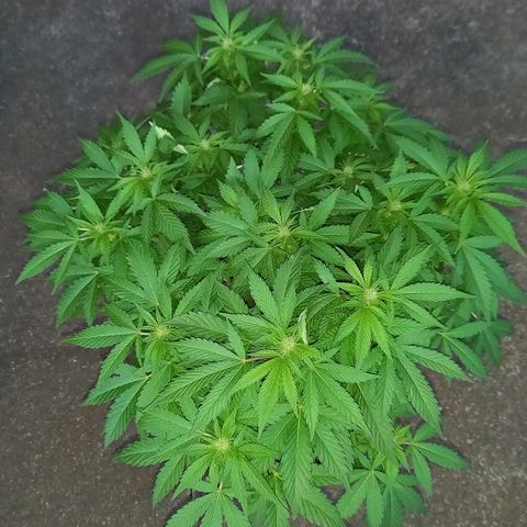 Afghani Gold  growlog timeline photo