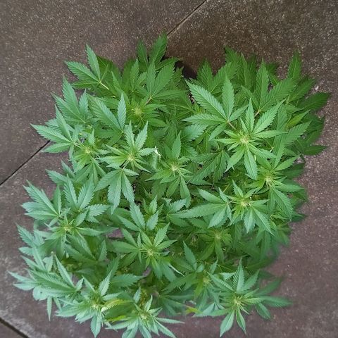 Afghani Gold  growlog timeline photo