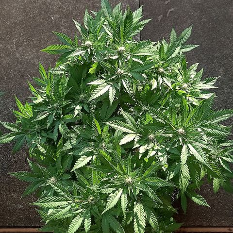 Afghani Gold  growlog timeline photo