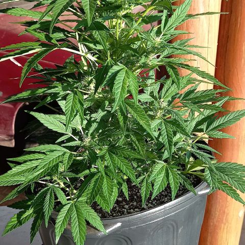 Gorilla Cookies  growlog timeline photo