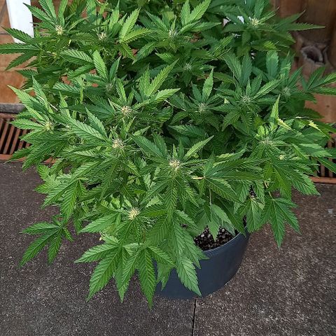 Afghani Gold  growlog timeline photo