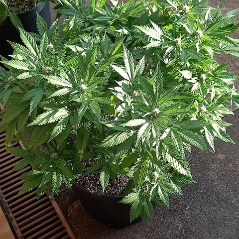 Afghani Gold  growlog timeline photo