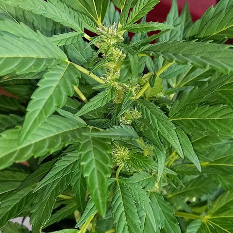Gorilla Cookies  growlog timeline photo