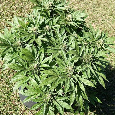 Afghani Gold  growlog timeline photo