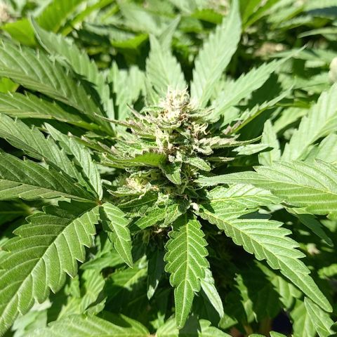 Afghani Gold  growlog timeline photo