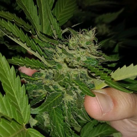 Afghani Gold  growlog timeline photo