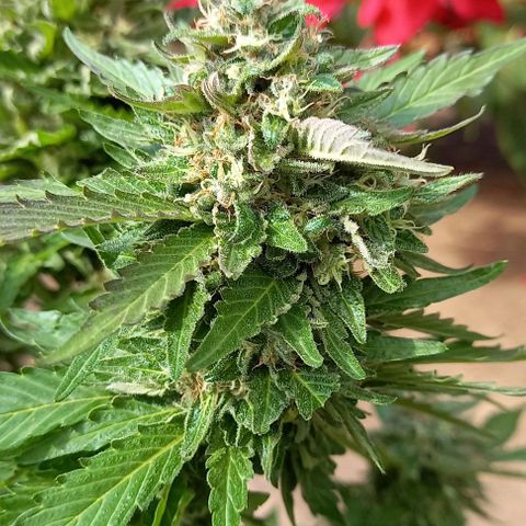 Afghani Gold  growlog timeline photo